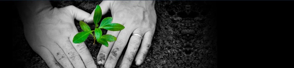 Hands gently tending the soil around a green seedling